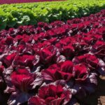 Cómo plantar cultivar y cuidar el radicchio en tu jardín