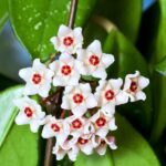 Cómo Plantar Cultivar y Cuidar Hoya Bella Eficazmente