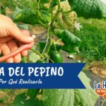 Cómo Podar Pepinos para Aumentar la Cosecha