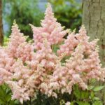 Cómo prolongar la floración de tu astilbe: 7 consejos clave