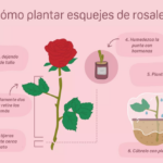 Cómo Propagar Rosas con Esquejes en 6 Sencillos Pasos