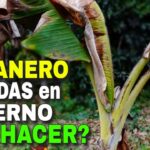 Cómo Proteger Plataneros en Maceta Durante el Invierno