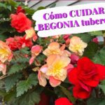 Cómo Proteger y Guardar Begonias Tuberosas para el Próximo Año