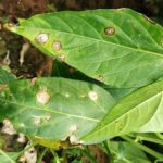 Cómo reconocer tratar y prevenir la mancha foliar de cercospora