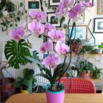 Cómo reconocer y cuidar tu orquídea: variedades comunes y diferencias