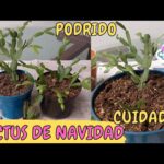 Cómo Revitalizar un Cactus de Navidad Decaído