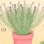 Cómo Separar Lavanda en 7 Sencillos Pasos