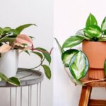 Comparativa de Hoya Krimson Queen y Hoya Princess: diferencias clave