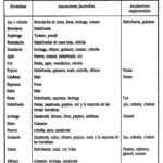 Compatibilidad de Cultivo: Pepinos y Patatas en tu Huerto