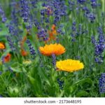 Compatibilidad entre caléndulas y lavanda en el jardín