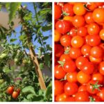 Consejos Clave para Cultivar Tomates Cherry Exitosamente