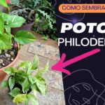 Consejos para Podar tu Pothos: 7 Secretos Profesionales