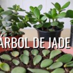 Consejos para un Crecimiento Exuberante de Plantas de Jade