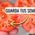Conservación de semillas de tomate para el próximo año