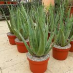¿Conviene fertilizar tus plantas de aloe vera en macetas?