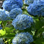 Convierte tus hortensias en árboles y dales forma perfecta