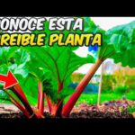 Cosecha Ruibarbo de Forma Segura y Sin Dañar la Planta