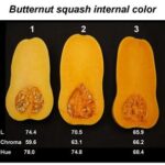 Cosecha y almacenamiento óptimo de calabaza butternut