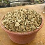 Crea tu propia mezcla de tierra para cactus fácilmente