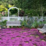 Creeping Thyme: Planta Floral y Cubresuelos Aromática