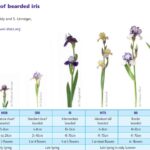¿Cuál es el ciclo de vida de las plantas iris?