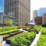 ¿Cuáles son las zonas de cultivo en Nueva York?