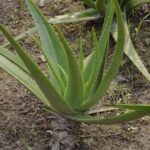 ¿Cuán Grandes Llegan a Crecer las Plantas de Aloe Vera?