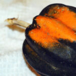 Cuándo cosechar la calabaza bellota para máximo sabor