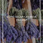 ¿Cuándo cosechar lavanda para obtener los mejores resultados?