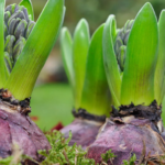 ¿Cuándo es demasiado tarde para plantar bulbos de primavera?