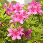 ¿Cuándo es el mejor momento para plantar azaleas en flor?