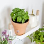 ¿Cuándo es ideal plantar albahaca este año?
