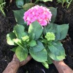 ¿Cuándo es tarde para plantar hortensias?