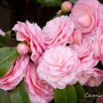 ¿Cuándo florecen las camelias cada temporada?