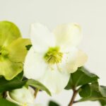 ¿Cuándo Florecen los Helleboros?