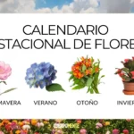 Cuándo plantar flores de temporada fría para prolongar floraciones