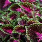 ¿Cuándo plantar semillas de cóleo y qué variedad elegir?