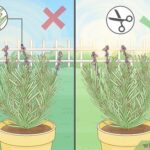¿Cuándo Podar la Lavanda Cada Temporada?