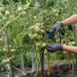 ¿Cuándo podar tus tomates en esta temporada?