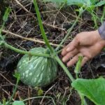 Cuándo y cómo abonar las calabazas exitosamente