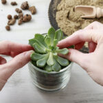 Cuándo y cómo abonar tus plantas suculentas