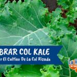 Cuándo y cómo cosechar col rizada para óptimos rendimientos