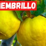 Cuándo y cómo cosechar membrillo óptimamente