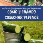 ¿Cuándo y cómo cosechar pepinos de manera efectiva?