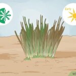 Cuándo y cómo dividir y trasplantar narcisos