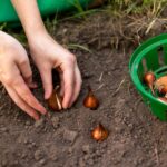 Cuándo y cómo plantar bulbos de galanto para primeras floraciones