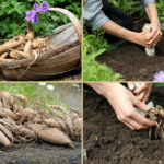 Cuándo y cómo plantar los tubérculos de dalia