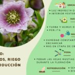 Cuándo y cómo podar las hojas del heléboro