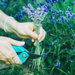 Cuándo y cómo podar lavanda para obtener flores hermosas