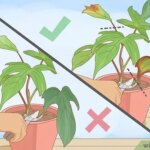 Cuándo y cómo podar plantas de filodendro